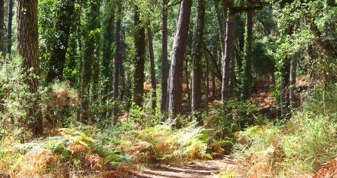 Magnificent forest landscape in the Landes region of southwestern France