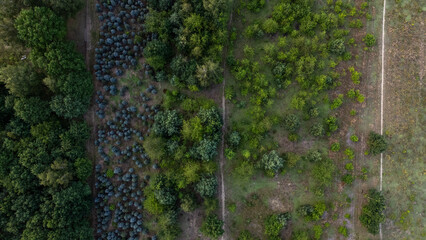 Aerial view of mixed forest canopy with winding dirt paths, small clearings, vibrant green foliage, darker woodland sections, and natural daylight across textured treetops © Alexander