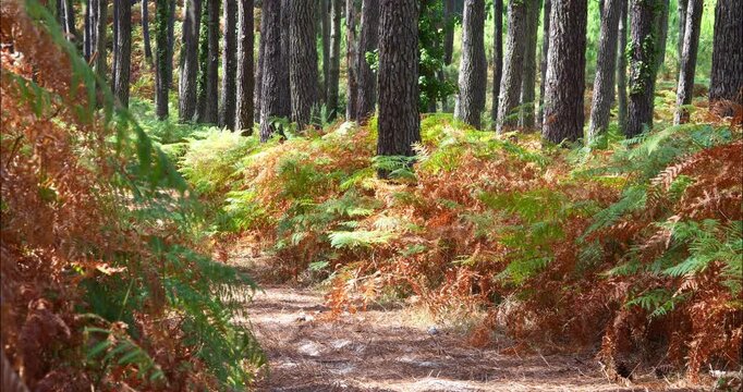 Magnificent forest landscape in the Landes region of southwestern France