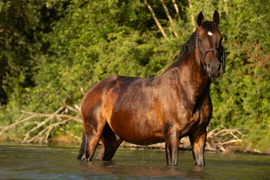 Braunes Pferd steht im See