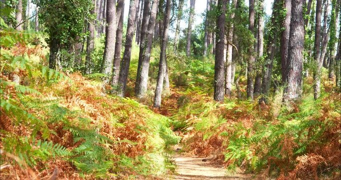 Magnificent forest landscape in the Landes region of southwestern France