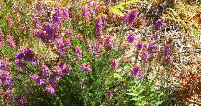 Blooming heather in a pine forest