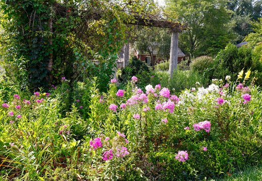 Pink and White Tall Phlox Blossoms