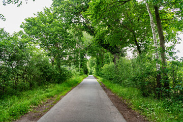 Obraz premium Path way. Nature in mixed forest. Summer park nature. Scenic woodland. Green forest wood in summer. Touristic trail of empty road pathway in forest or park with green lush nature