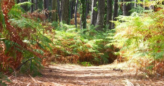 Magnificent forest landscape in the Landes region of southwestern France
