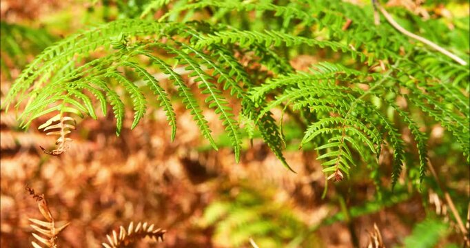 Magnificent forest landscape in the Landes region of southwestern France
