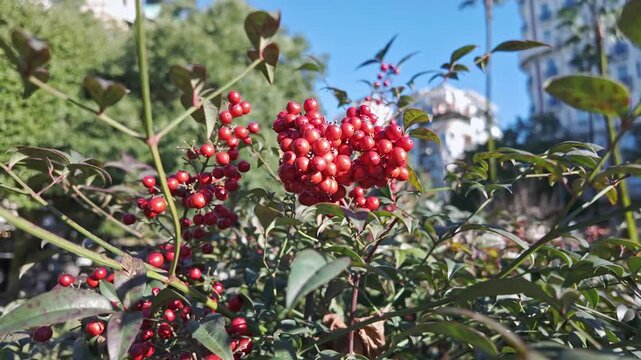 Clusters of bright red berries hang on green shrub branches against blue urban sky.