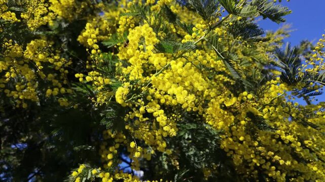 Bee pollinates vibrant yellow mimosa blossoms on green feathery foliage under blue sky.