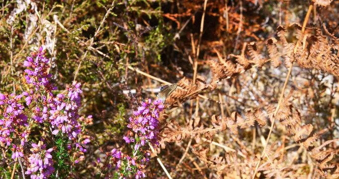 Butterfly flying and foraging on flowering heather in a pine forest ( slow motion)