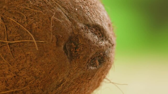 Coconut whole fresh tropical fruit on green background, close-up macro shot