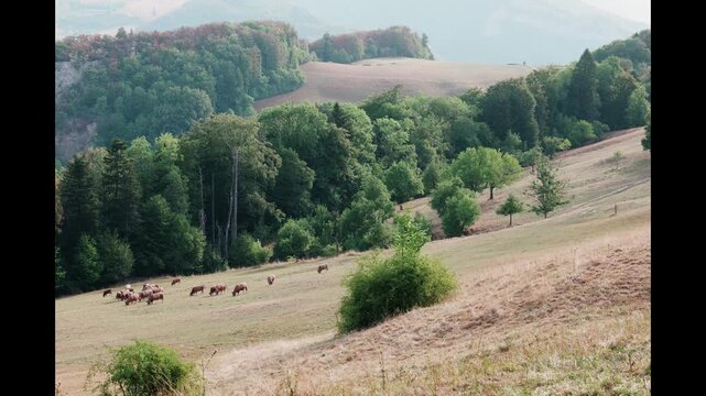 Medium shot of domestic cows grazing on dry brown grass from 7m distance during extreme summer heatwave, Trimbach Switzerland cinematic 4k