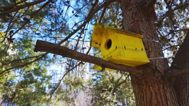 Decorative yellow wooden birdhouse hangs on pine branch with city buildings in background.