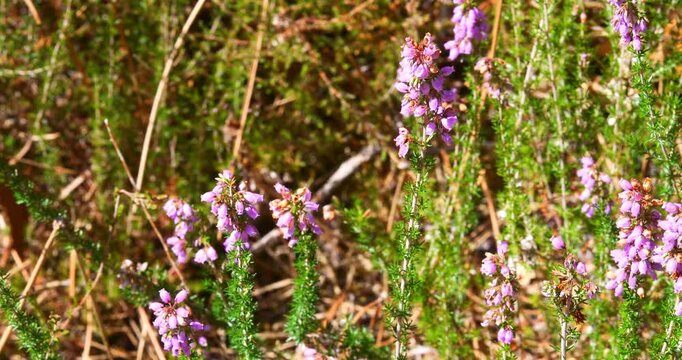 Butterfly flying and foraging on flowering heather in a pine forest ( slow motion)