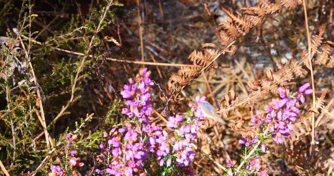 Butterfly flying and foraging on flowering heather in a pine forest ( slow motion)