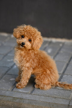 Cute maltipoo puppy sitting on paved floor against dark background, looking at camera. Cute pet with curly fluffy fur, domestic crossbreed animal emotions, smart maltese poodle mix obedience concept