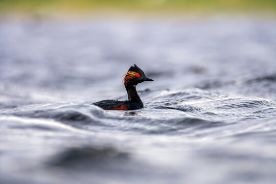 Black necked grebe in the lagoon.