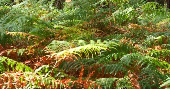 Magnificent forest landscape in the Landes region of southwestern France