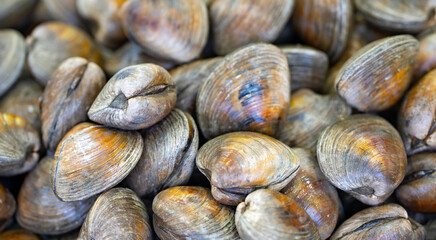 Clam shells, fresh clams, raw clams, whole clams, closed clam. © Volodymyr