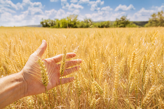Farmer's hand gently holding ripe golden wheat ears in a sunny summer field. Agriculture concept.