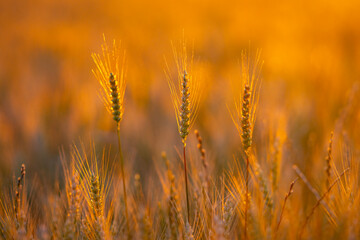 Obraz premium Rural field at sunset. Rural wheat silhouette. Golden rural crop background. Warm rural landscape.