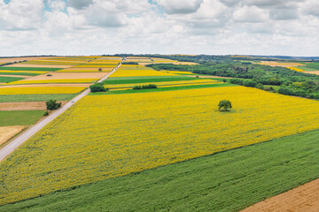 Obraz premium Aerial view showing a patchwork of colorful crop fields, including bright yellow sunflowers, green crops, and golden wheat, with a road crossing the serene countryside