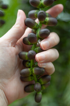Hand holding a cluster of developing fishtail palm fruits, Caryota species. Dark purple oval fruits on a green stalk show unusual tropical growth, scale and plant identification detail.