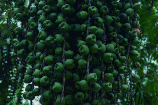 Heavy clusters of unripe fishtail palm fruits hanging from long stems in a tropical garden. Hundreds of green fruits create dramatic repetition, abundance and dense natural texture.