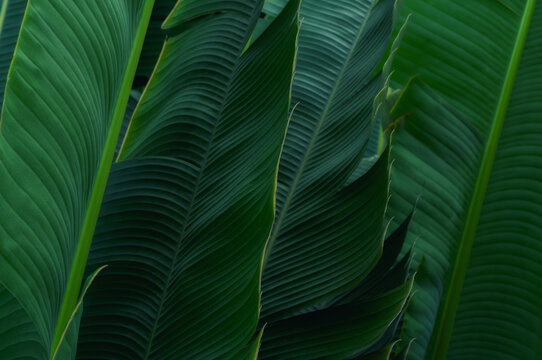 Dense tropical foliage with elegant overlapping leaves and vivid green tones. Organic botanical texture suitable for wall art, presentations, banners and creative layouts.