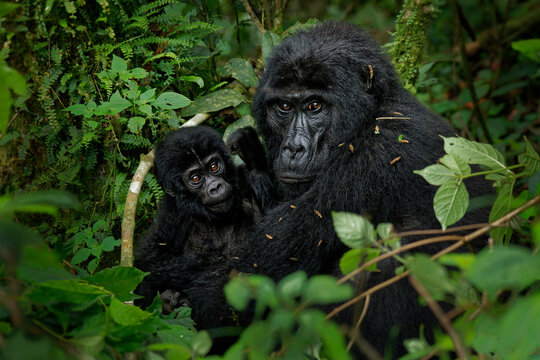 Mountain Gorilla, Gorilla beringei, endangered great ape
