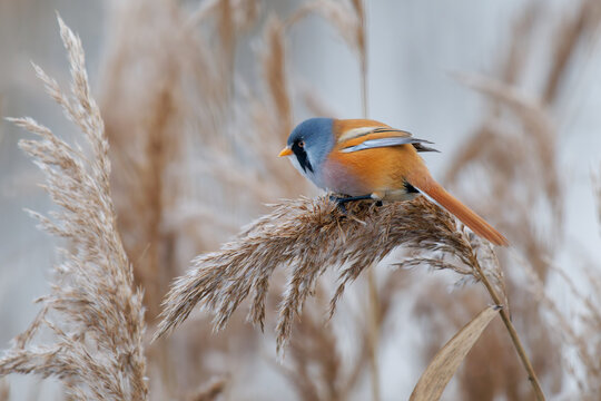 Bearded Reedling, Panurus biarmicus, wetland songbird