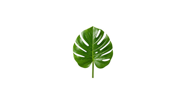 Green monstera leaf isolated on white background for tropical botanical plant summer leaf design and flora art