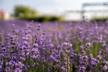 Fototapeta premium Purple blooming lavender flowers growing in field under clear sky during sunny day, representing agriculture, herbal botany, essential oils production, and nature background.