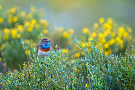 Male bluethroat singing perched on a heathland.
