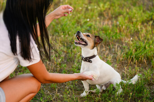 Jack Russell Terrier training with owner on green grass, smart dog giving paw for treat reward, pet obedience school outdoor, happy domestic animal trick learning, friendship and care concept