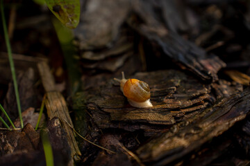 Small garden snail crawling on dry tree bark mulch in sunlight, representing slow pace, natural ecosystem, wildlife, and garden environment. © Marina