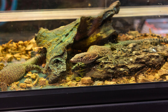 Ackie monitor lizard (Varanus acanthurus) resting on wood branch inside a glass terrarium.