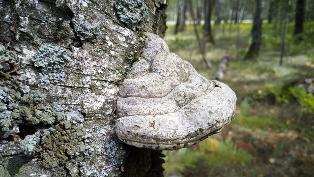 Large Hoof Fungus Growing on Birch Bark Covered with Lichen in Forest