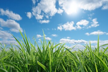 Obraz premium Green grass field low angle view with blue sky and sun on sunny summer day, nature background