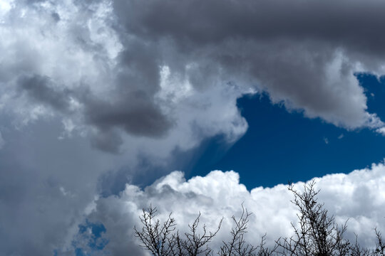 Bare treetops silhouetted against massive cumulus clouds with trails