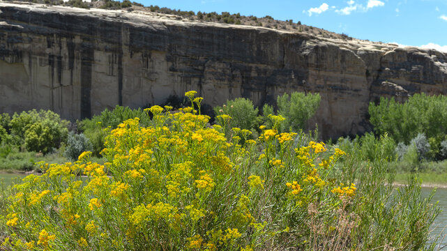Yellow rabbitbrush beside Green River in Dinosaur National Monument