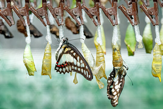 Papilio species butterfly hatching process from chrysalis pupa