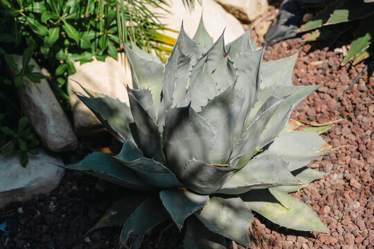 Agave succulent with large pointed leaves and sharp spines growing among volcanic rocks