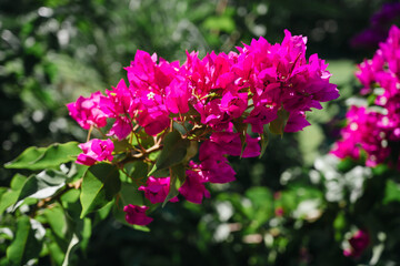 Obraz premium Vibrant magenta Bougainvillea flowers with green leaves, bright summer sunlight and soft blurred garden background
