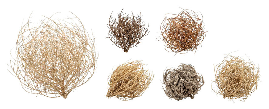 Collection of seven dry tumbleweeds of various sizes and natural brown colors showing their intricate tangled branch structure in a detailed composition
