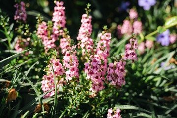 Fototapeta premium Pink Angelonia flowers blooming in summer, delicate blossoms with dark markings and green foliage, soft natural background