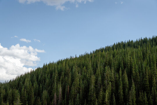 Dense evergreen forest covering a peaceful hillside beneath a clear blue sky. Serene natural landscape representing digital detox, technology-free living, mindfulness, relaxation and a restorative esc