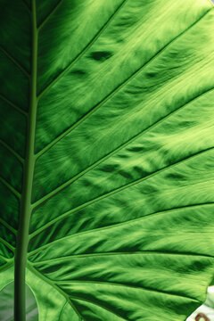 Tropical green leaf, large elephant ear leaf, abstract plant green background