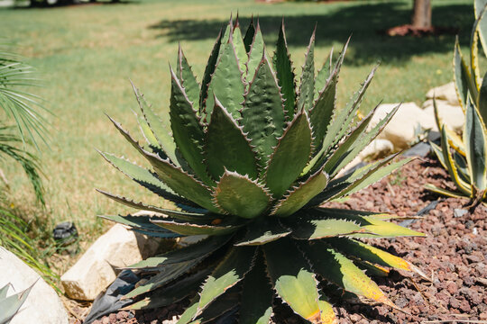 Agave succulent with large pointed leaves and sharp spines growing among volcanic rocks
