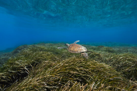 A green sea turtle cruising above Posidonia seagrass meadows