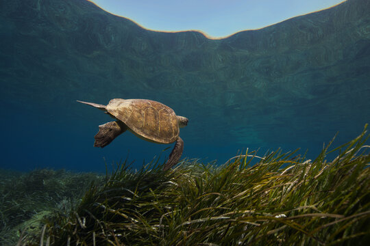 A green sea turtle cruising above Posidonia seagrass meadows